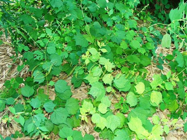  Plant